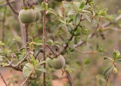 Diospyros ramulosa