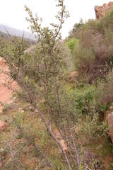 Diospyros ramulosa