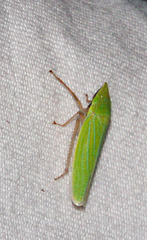 Draeculacephala robinsoni