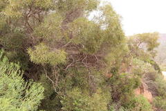 Euclea linearis