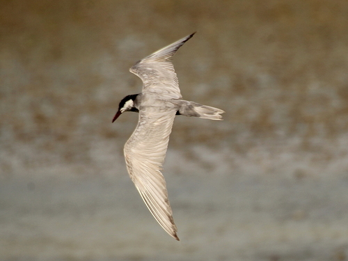 Fumarel cariblanco (Chlidonias hybrida)