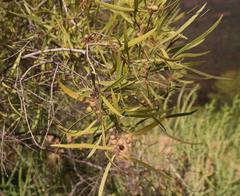Euclea linearis
