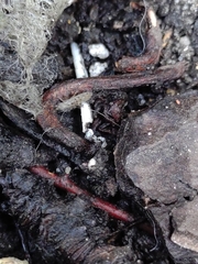 Arthropoda
