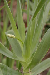 Trachyandra adamsonii