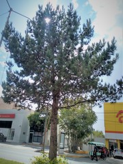 Pinus greggii