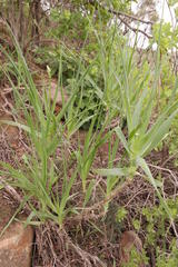 Trachyandra adamsonii