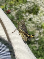 Melanoplus differentialis