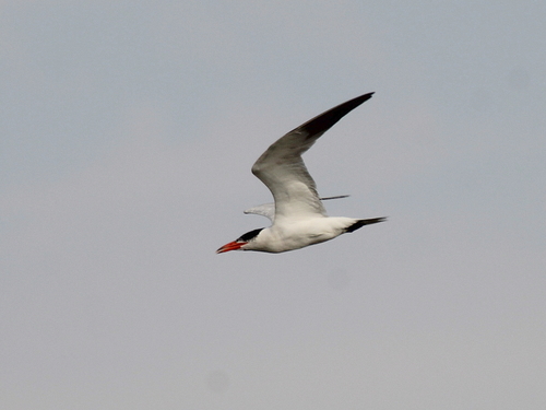Pagaza piquirroja (Hydroprogne caspia)