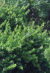 Pereskia aculeata