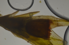 Schistidium atrichum