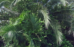Pereskia aculeata