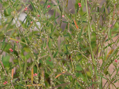 Indigofera linifolia