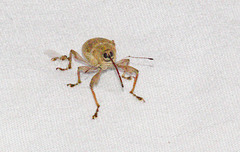 Curculio caryae