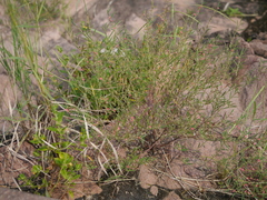 Indigofera linifolia