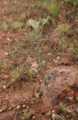 Eriospermum aphyllum