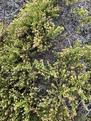 Baccharis pilularis consanguinea