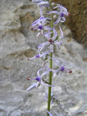 Petromarula pinnata