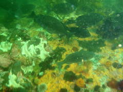 Pachymetopon blochii