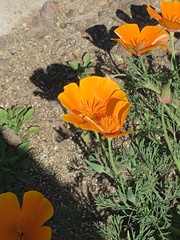 Eschscholzia californica