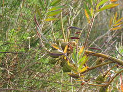 Leucadendron macowanii