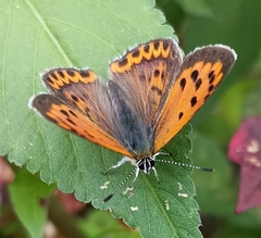 Lycaena panava
