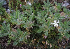 Astragalus sempervirens