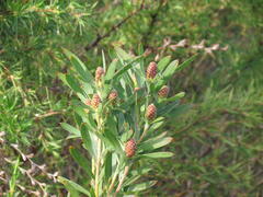 Leucadendron macowanii