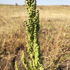 Oxybasis urbica
