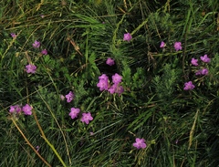 Erodium alpinum