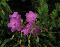 Erodium alpinum