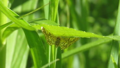 Elophila ekthlipsis