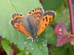 Lycaena panava