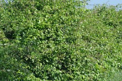 Pereskia aculeata