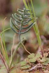 Eriospermum aphyllum