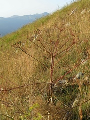 Prangos ferulacea