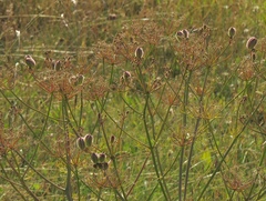 Prangos ferulacea