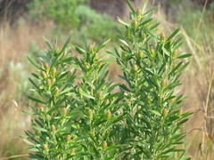 Leucadendron macowanii
