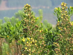 Leucadendron macowanii