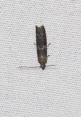 Ortholepis pasadamia