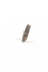 Ortholepis pasadamia