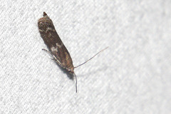 Ortholepis pasadamia