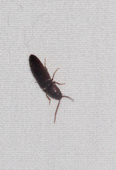 Dipropus soleatus