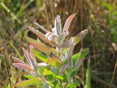 Leucadendron floridum