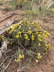 Chrysothamnus vaseyi