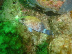 Acanthistius sebastoides