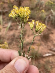 Chrysothamnus vaseyi