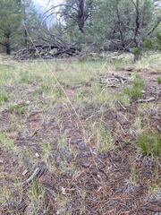 Boechera sanluisensis