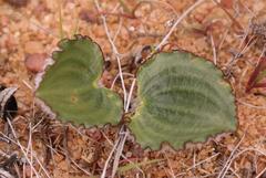 Eriospermum subincanum