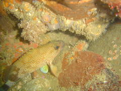 Acanthistius sebastoides