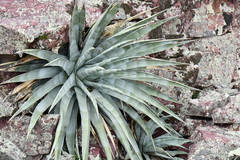 Agave chrysantha